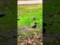 Tiny Sparrow Chases Ducks away to Claim Breakfast Itself