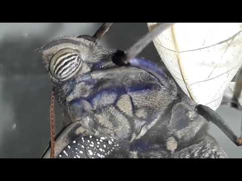 Opsiphanes invirae - casulo e borboleta do coqueiro ✌️💕