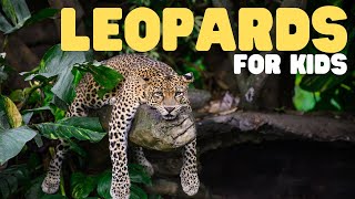 Leopards for Kids | Learn fun facts about a cool cat!