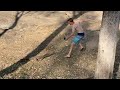 BIG goanna lizard running and chasing person! FUNNY | JustBecause