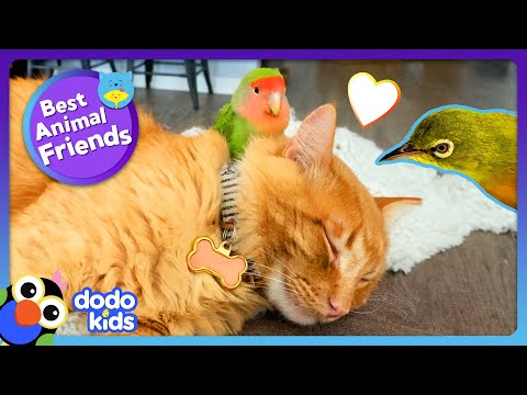 Absurd Birds Have The Strangest Best Friends | Dodo Kids | Best Animal Friends