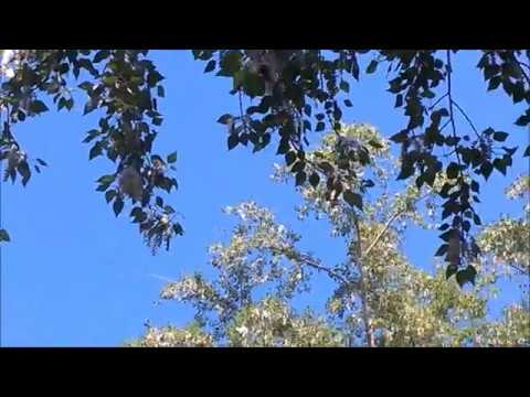 22 06 17 Bratsk, Siberia Fluff from poplar, heat +105F/+41С, жара и пух
