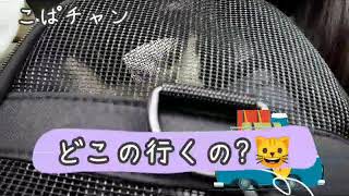 【子猫】part35ちょこお散歩行ける？🐱