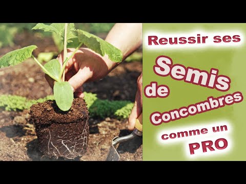 , title : 'Réussir ses Semis de concombres Comme un Pro #facile 🥒'