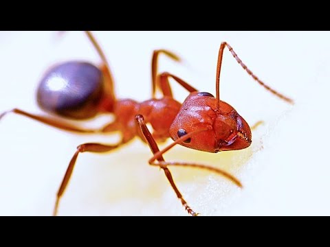tratamentul prostatitei de castravete infectie rinichi simptome barbati