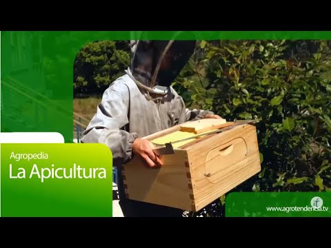Apicultura en 2 minutos