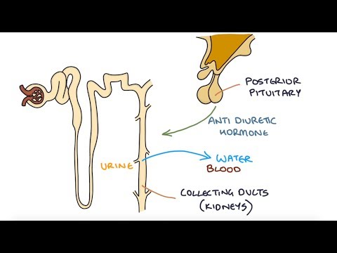 Understanding Hyponatraemia