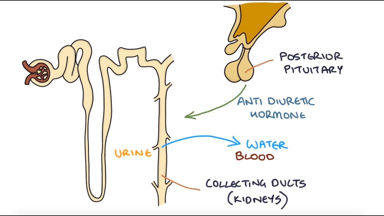 Understanding Hyponatraemia