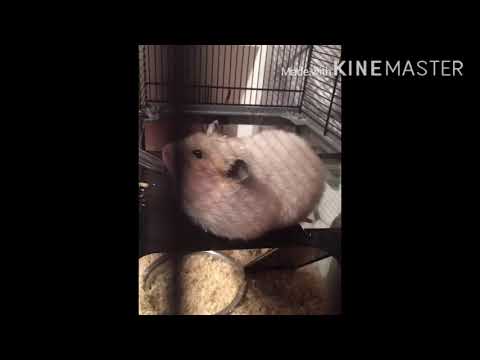 Most fat hamster on earth number one