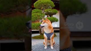 柴犬さんぽ🐶
