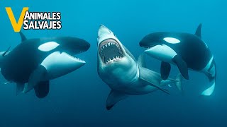 Ataques De Orcas Más Salvajes Jamás Captados En Cámara | Animales Salvajes