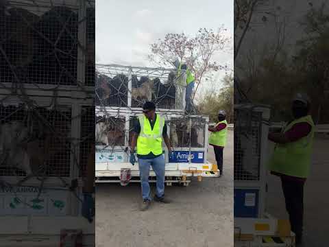 Play livestock handling video