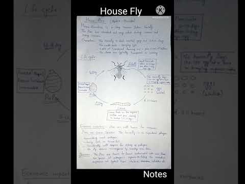 House fly | Life cycle of House Fly