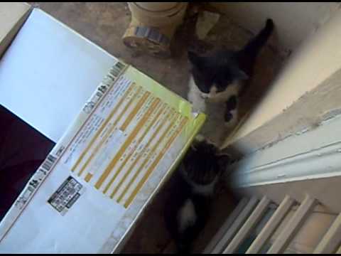 guglu muglu fighting