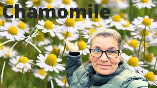 Planting Chamomile Seeds | Day 24 of 100 Seed Challenge