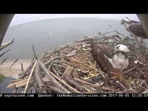 Osprey Zone Hatching in progress and Welcome Chick 1