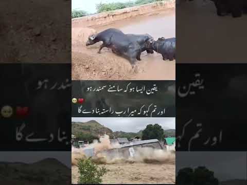 River Flood News Update |Pakistan River Flood News|