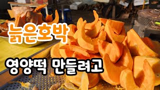 늙은 호박 건조해서 영양떡 만들려고 실시간 생방