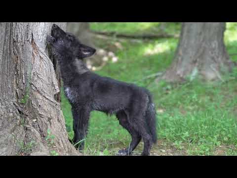 Squeaky Gray Wolf Pup Howls for the First Time