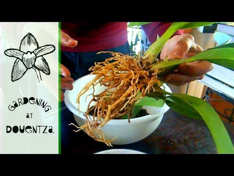 How To Repot An Oncidium