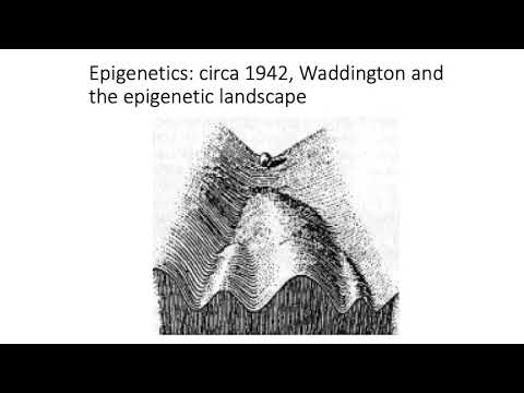 MCB 182 Lecture 8.1 - Introduction to Epigenomics