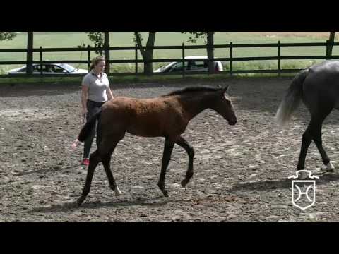 HEI267 Stutfohlen von Casall - Uriko - Cassini I