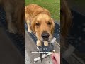 Buddy goes on a simple walk #goldenretreivers #puppy #cuteanimal