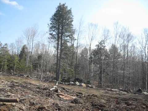 Amazing Vocals A Barred Owl asks "Who Who,,,Who cooks for You ?"