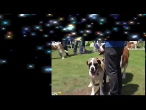 Cesar 911 S02E06 Devil Or Saint HDTV x264 eSc