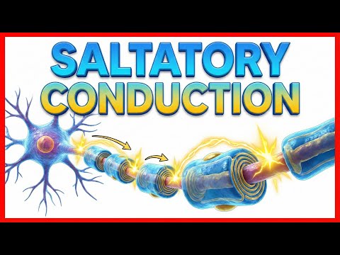 Saltatory conduction - Conduction through Myelinated nerve fiber : Physiology medical animations