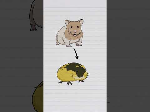 Qual a diferença entre um hamster e um gerbil (ou Esquilo-da-mongólia)?
