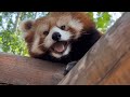 Watch a Red Panda sneeze