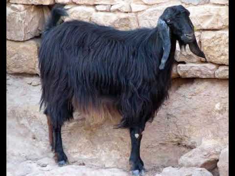 , title : 'Anatolian Black Goat | Everything You Need To Know'