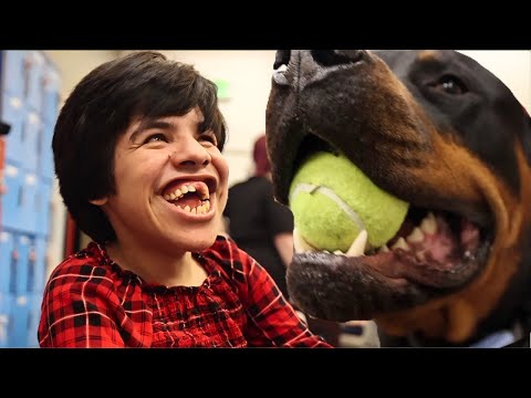 YouTube video about: Can rottweilers be service dogs?