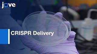 CRISPR Delivery by Virus in Cardiac Gene Editing | Protocol Preview
