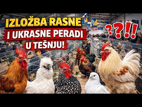 TEŠANJ: Izložba rasne i ukrasne peradi – TOP PRIMJERCI! 2026.GOD