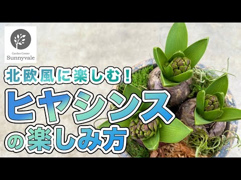 屋外鉢のヒヤシンス