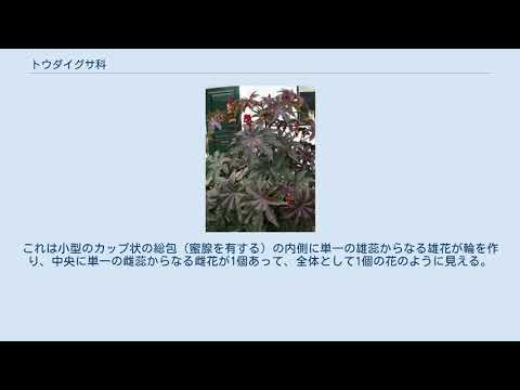 ヒノキトウダイグサ 植物