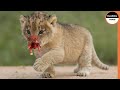 Unlucky Lion Cub Sentenced To Death By a Male Dominant