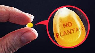 Revelando Por Qué Los Agricultores No Pueden Legalmente Replantar Sus Propias Semillas