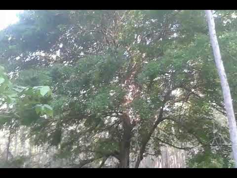 Mirindiba boa de bixo