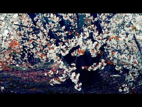 Dragica Nestorovic Popovic Zasto Sike, zasto