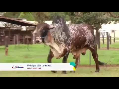 Fidalgo IVf BRT ( BRTG 485 ) ( Radar Dos poçôes X alteza ouro Fino )