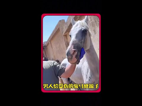 男人為傷重老馬溫柔修蹄，不僅醫治肉體，更點亮牠的靈魂，淚崩見證奇蹟瞬間！