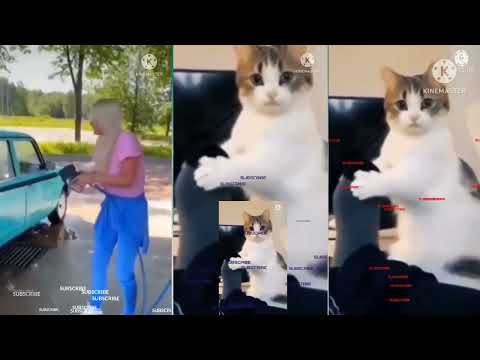 funny fails of the week (@middle class babai)