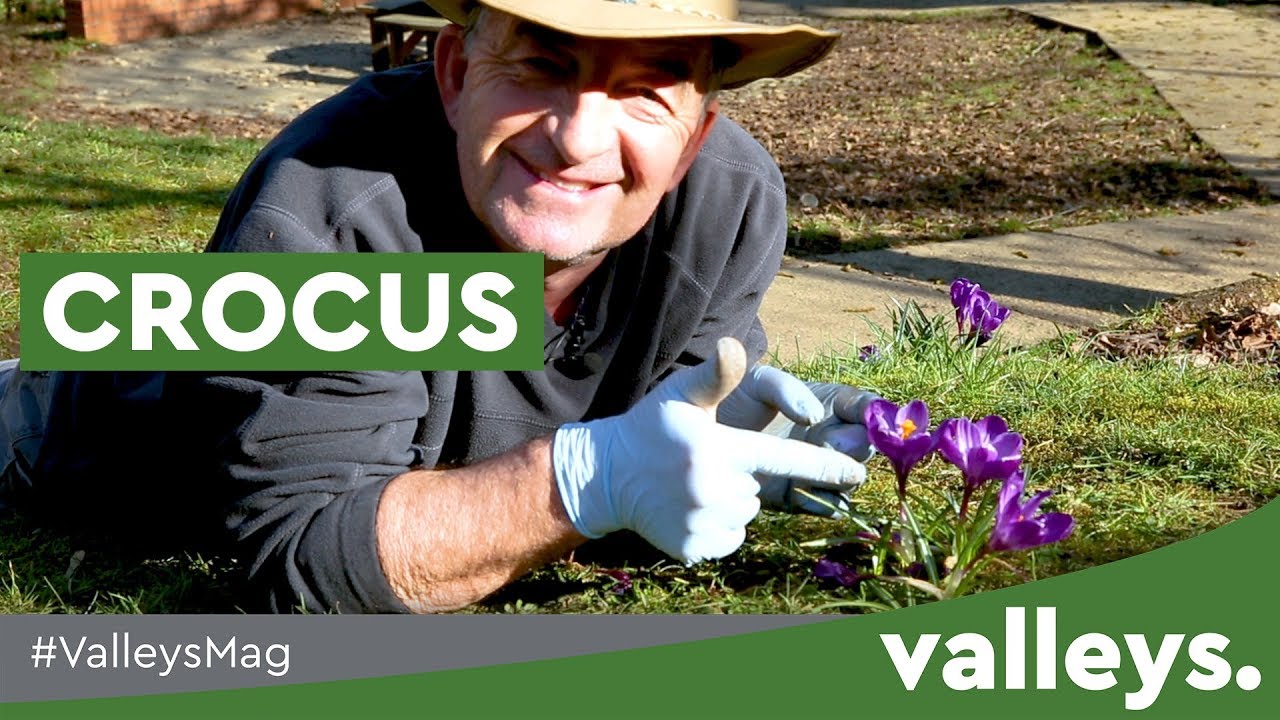 Can You Dig It? | Spring Crocus Flowers
