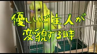 爪切りヤダのうた【AIきりたん】【オリジナル】【セキセイインコ】