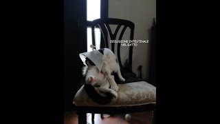 OCCLUSIONE INTESTINALE NEL GATTO
