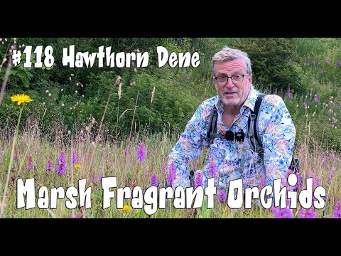 Orchid Hunter - 118 - Hawthorn Dene (12th July 2022)