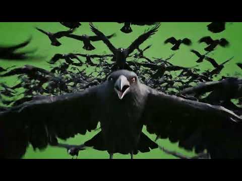 Intense Green Screen Birds Attack – Aggressive Avian VFX Overlay for Horror & Thriller